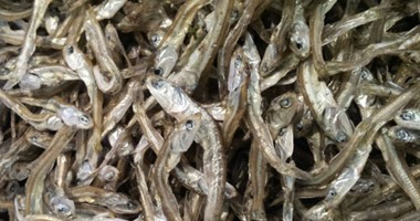 اختفاء أسماك الأنشوجا ببيرو يهدد المنتج الأول فى العالم لدقيق الأسماك