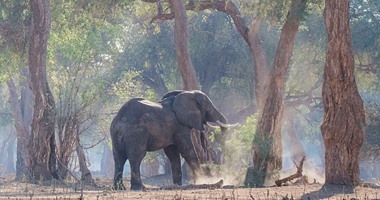 بالصور.. "فيل عامل فيها زرافة" يتسلق شجرة ويقفز بخفة لتناول الطعام