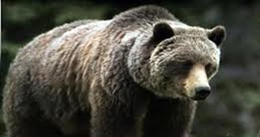 الدب الأمريكى الأسود فى مفترق الطرق وقد يباح صيده لأول مرة منذ 20 عاما
