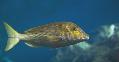 قرار حكومى بحظر الصيد فى جنوب سيناء لحماية أسماك "الشعور" من الانقراض