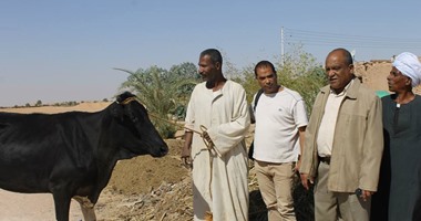 توزيع رؤوس ماشية على الأسر الفقيرة بأبو سمبل فى أسوان