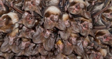 باحثون ألمان: الخفافيش تنقض على فرائسها فى جزء من الثانية