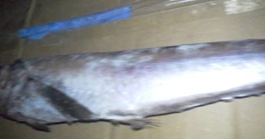 إعدام 105 أطنان أسماك فاسدة بزفتى قادمة من كندا لحساب شركة أمن غذائى