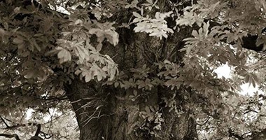 بالصور.. 14 عاما قضتها مصورة فى رصد أقدم أشجار العالم