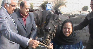 توزيع رؤوس ماشية على المستحقين بمركز أهناسيا فى بنى سويف