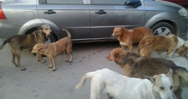 محافظ دمياط يوجه بحملة لمكافحة الكلاب الضالة بمدينة عزبة البرج
