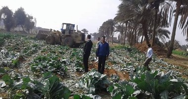 محافظة الجيزة تزيل زراعات على مساحة 75 فدانا تم ريها بمياه الصرف الصحى