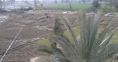 مزارعو بنجر السكر بالإسكندرية يشكون انقطاع مياه الرى وإتلاف المحاصيل
