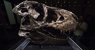 واشنطن تعيد جمجمة ديناصور إلى منغوليا بعد بيعها فى مزاد أمريكا