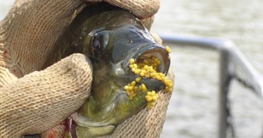 تقرير أمريكى: السمك البلطى بالمزارع يسبب السرطان وأمراض القلب