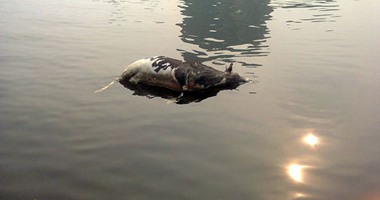 "صحافة المواطن": قارئ يرصد حيوانات نافقة على سطح مياه نهر النيل بإمبابة