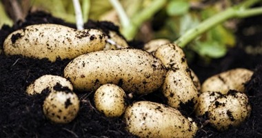 علماء يجرون تجارب لزراعة البطاطس فى أجواء مماثلة لـ"المريخ"