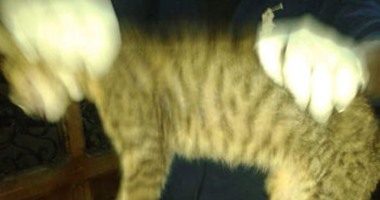صحافة المواطن: بالصور.. مذبحة قطط جديدة وتعبئتها بأكياس فى نادٍ بالمنصورة