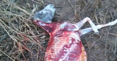 ضبط جزارين يذبحان الحمير لبيعها للمواطنين فى السويس 