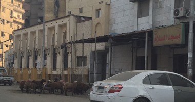 صحافة المواطن: قارئ يشكو من وجود "خرفان" بميدان الجيش رغم تجديده