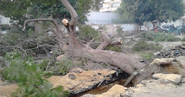صحافة المواطن.. سكان هليوبليس يتضررون من قطع الأشجار وتشويه الشوارع