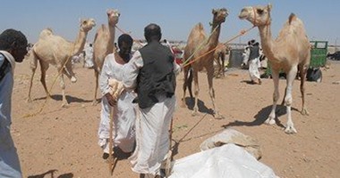 بالصور.. قبيلة البجا فى حلايب وشلاتين تعرف بـ"مقاتلة الفراعنة".. تعيش عصر ما قبل التاريخ.. تتكلم "البيجاوية" ولا تكتبها.. لا تملك أوراقا رسمية.. تأكل العصيدة والجابورى ومشروبها الرسمى "الجبن"