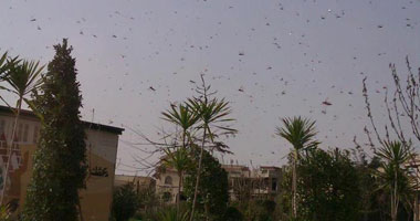 أسراب الجراد تهاجم القنطرة غرب والزراعة تتصدى بالمبيدات