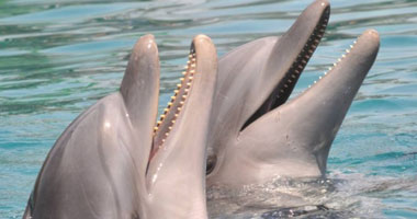 باحثون يتوصلون لطريقة تسجيل "حوار" اثنين من الدلافين يتحدثان مثل البشر