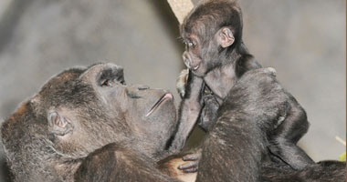 الأسوشيتد تنشر أجمل صور للحظات حنان الأمومة عند الحيوانات