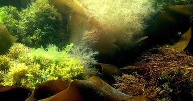 اكتشاف نوع من الطحالب البحرية الزرقاء تنشط الجهاز المناعى وتحارب الشيخوخة