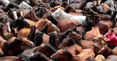 نفوق 30% من الخيول بمحطة الزهراء التابعة لـ"الزراعة".. والنيابة الإدارية تحيل 8 مسئولين للمحاكمة بتهمة إهدار المال العام.. وتطالب الوزارة بإسناد الإشراف على المحطة لإدارة الخيالة