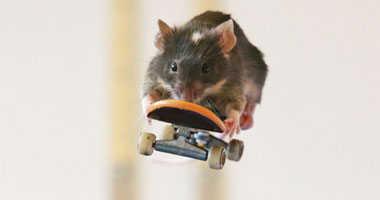 الفئران تتمتع بقدرة تدفع الفطريات للانتحار وتمنع التهابات الرئة
