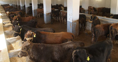 إعدام 5 رؤوس ماشية مصابة بالبروسيلا بالدقهلية