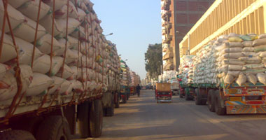 توريد 57616 طن أرز شعير إلى شون محافظة البحيرة