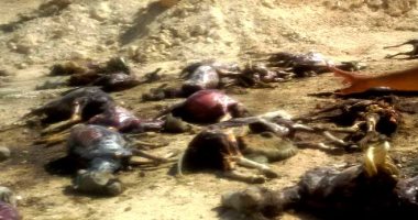 الزراعة: ضبط عصابة بحوزتها 50 جثة حمار لبيع جلودها فى كفر الشيخ