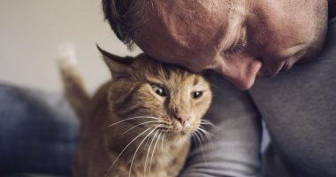 دراسة لفيس بوك: محبو القطط "سناجل" ومربو الكلاب أكثر حظا فى الحب