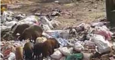 بالفيديو.. انتشار القمامة بموقف أتوبيس إبراهيم بك فى شبرا الخيمة 