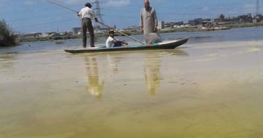 بالصور.. استغاثة من تسرب مادة سامة تهدد الثروة السمكية ببحيرة مريوط