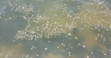 مصطافون ينتقدون تلوث شواطئ بحيرة التمساح بالإسماعيلية بالقاذورات ومياه الصرف