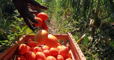 الزراعة حزمة إجراءات لحماية البطاطس والطماطم والفراولة من الصقيع والأمطار