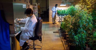 الحكومة الأمريكية تسمح لمواطنيها بزراعة الماريجوانا لدعم العلم