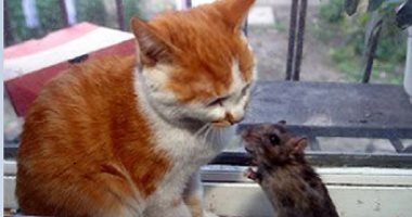 بالصور.. قصة عشق ممنوع بين قطة وفأر تحطم العداء التاريخى بينهم