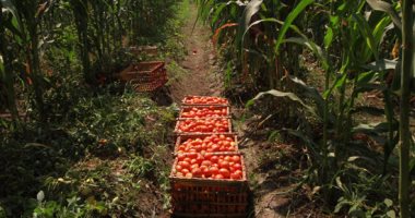 مستشار "الفاو" السابق: مصر أكبر مورد للفاصوليا والرابعة فى إنتاج الطماطم
