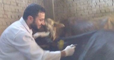 بيطرى الوادى الجديد: الكشف على 290 رأس ماشية أضاحى للعيد بالمحافظة