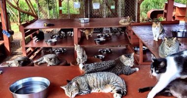 فقط فى جزر هاواى.. ملجأ للحيوانات الأليفة يأوى القطط المسربة والمريضة