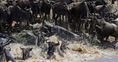 موسم هجرة الحيوانات من تنزانيا إلى كينيا عن طريق "نهر الموت"