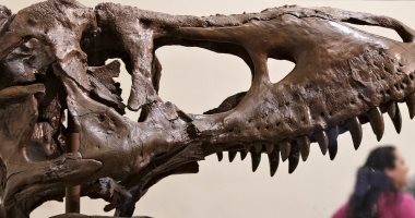 جمجمة تيرانوصور نادرة تصل إلى متحف فى سياتل