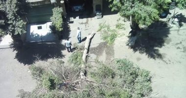 قارئ يستغيث من قطع أشجار شارع الطائف بالمهندسين وسط غياب المسئولين