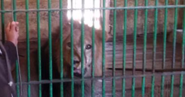 الحيوانات تعشق أيضا.. إصابة أسد بحديقة بنى سويف باكتئاب حاد بعد وفاة زوجته