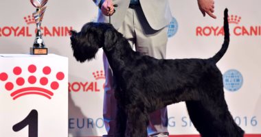 بالصور.. شاهد أجمل كلاب العالم فى مسابقة أجمل كلب ببلجيكا
