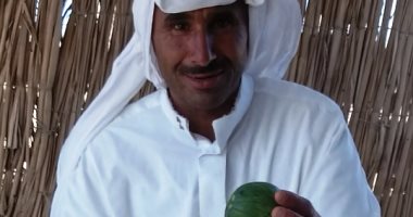 بالصور.. شاهد كيفية تخليل البطيخ فى شمال سيناء