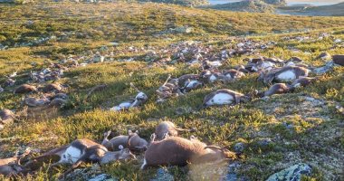 نفوق ما يزيد على 300 من حيوانات الرنة جراء صاعقة برق فى النرويج 