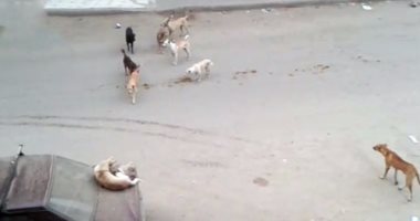 حى منشأة ناصر يعدم 14 كلبا ضالا بعد تكرار شكاوى الأهالى