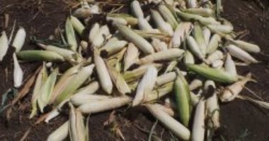 بالفيديو.. شاهد مراحل نهاية حصاد موسم الذرة بالمنيا
