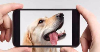 لو بتربيها.. 3 تطبيقات على هاتفك الذكى للتعامل مع الكلاب وتدريبها